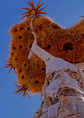 032 Fish River Canyon, kokerboom.JPG